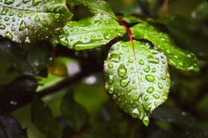 フェムゾーンの保湿クリームに含まれる成分は何ですか？