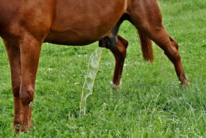 更年期女性の尿もれ経験談を共有する方法は？