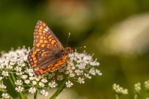 デリケートゾーンの老化対策にはどんな方法がある？