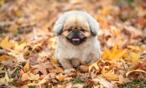 尿漏れ防止に効果的なパンツの選び方は？