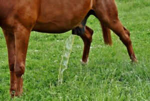 尿もれを防ぐ漏れない下着の選び方は？