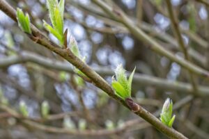 ゆるみ対策に最適な下着はどこで買う？